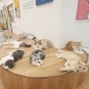 캣플 코지눅 대전은행점 | 심장 폭격 캣플코지눅 대전은행점에서 고양이들과 힐링한 완벽한 하루