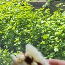 GS25 양산소토점 이미지