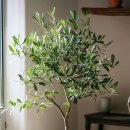 올리브나무 이미지