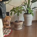 케세라요가