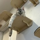 캠핑고양이 도곡점 | 강남고양이카페 캠핑고양이 양재점 후기