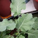 하늘농장 이미지