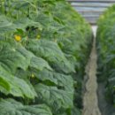 남종우농장 이미지