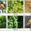 삼야초-도라지·더덕 등 가을철 ‘약초’, 잘못 먹으면 ‘독초 이미지