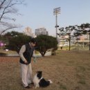 스테이영 애견학교 이미지