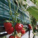 주성농장 이미지