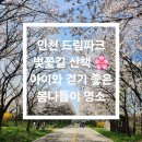 길 | 인천 드림파크 벚꽃길 산책 후기, 차 없는 거리라 아이와 걷기 좋은 봄나들이 명소 🌸
