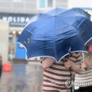 완도17호 이미지