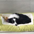 디펫 | 강아지 장난감 추천: 장마철 실내놀이엔 비엘디펫