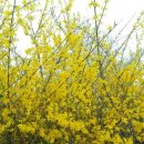 싱싱무도장 이미지