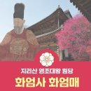 청수선원 | 이준 황손의 사동궁 편지-지리산 영조임금 원당 화엄사 천연기념물 홍매화&lt;화엄매&gt;