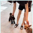 베베호텔 유치원 & 애견스파 이미지