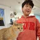 고양이 놀이터 이미지