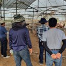 합동축산 이미지