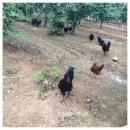 형근농장 이미지