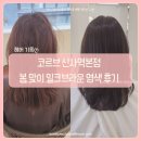 수지미용실 | 신사역 미용실 코르브 ㅣ 수지 실장님 봄맞이 밀크브라운 염색 후기