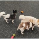 더펫센터 이미지