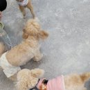 포레스트 하우스 애견유치원 이미지