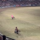 통나무돼지짱 | 0. 시드니 “Sydney Royal Easter Show” 후기