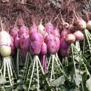 뽑기농장 이미지