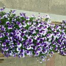 바푸리숯불김밥원동점 이미지