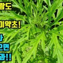 익모초 이미지