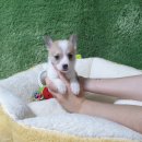 아기강아지 이미지