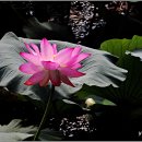 강주연못 이미지