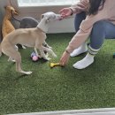 캠핑코리아 | 웰론코리아 인조잔디 베란다 캠핑감성 인테리어 셀프시공 후기