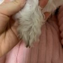 해피병풀 | 강아지 피부 가려움증, 해피포우 영양제로 케어