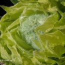 설연(련)화 류 Saussurea orgaadayi 이미지