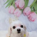 니니 애견 미용실 이미지