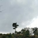 동백산삼