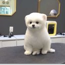 슈앤트리 이미지