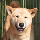 정우켄넬 이미지