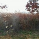 합강캠핑장(관리사무소) 이미지