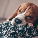 강서동물병원 이미지