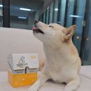 (주)에이치디씨 | 강아지 영양간식 닥터웰릿, 부드러운 제형에 기호성까지 완벽