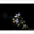 안산 식물원 이미지