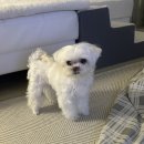 화양견화 이미지