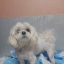 개깎쟁이 이미지