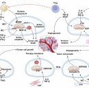 Re: 암과 미토콘드리아 기능부전.. 치료 전략 2025 nature!! 이미지