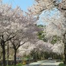 4월16일 정모라이딩 공지 [적벽강 & 우슬 약초마을 벚꽃터널 감성라이딩] 이미지