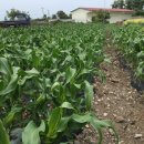 미화농장 이미지