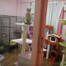 ♥♥애묘인들의 희소식~ 고양이 전용 위탁실을 소개합니다.(사진첨부)♥♥ 이미지