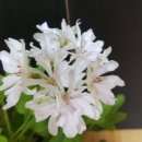 스텔라티스 이미지