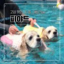 프라이펫 | 경남 고성, 대형견도 가능한 펫피니티풀이 있는 펜션 " 피야드 " 소개합니다 .ᐟ
