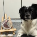 (주)네츄럴 프로 F2 | 화식 잘 안먹는 강쥐도 한그릇 뚝딱하는 ‘내추럴피드 자연화식’ 🍚