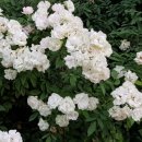 서부로R 이미지