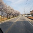 상하리 벚꽃길 이미지